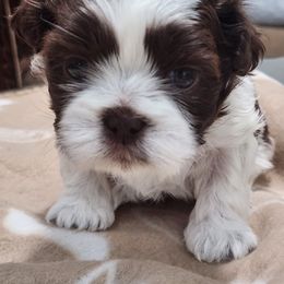 Shih Tzu Puppies from Kuddly Creatures