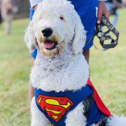 Buddy - Sheepadoodle