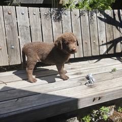 Boy 7 - Chesapeake Bay Retriever puppy in Merlin, Oregon from Creekside Chesapeakes