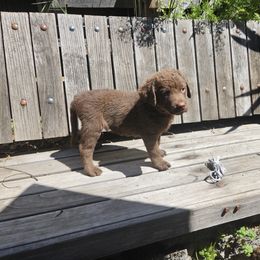 Boy 7 - Chesapeake Bay Retriever puppy in Merlin, Oregon from Creekside Chesapeakes
