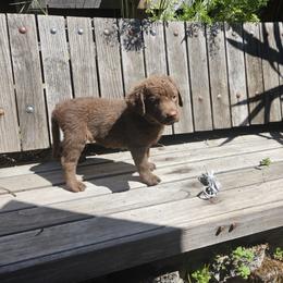 Boy 7 - Chesapeake Bay Retriever puppy in Merlin, Oregon from Creekside Chesapeakes