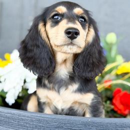 Male 3- orange bow - Black and tan male Dachshund puppy in Moses Lake, Washington from Evergreendox Dachshunds