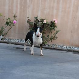 ROBUST - Miniature Bull Terrier