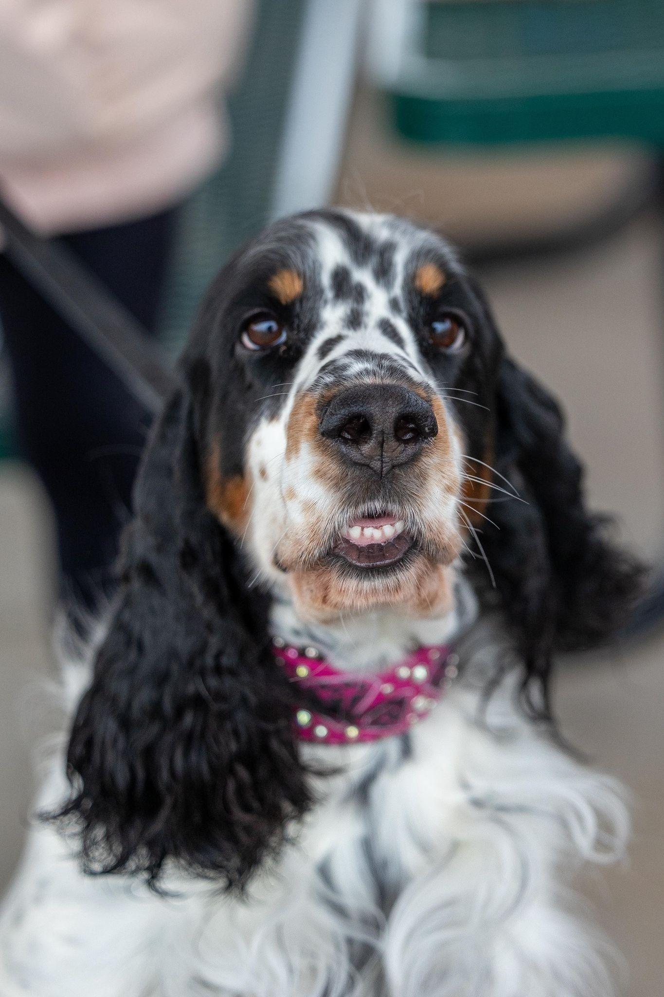 Kimber