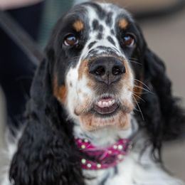 Kimber - English Springer Spaniel