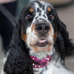 Kimber - English Springer Spaniel