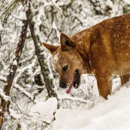 Teddy - Australian Cattle Dog