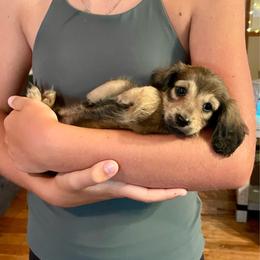 Goose - Cream male Dachshund puppy in High Hill, Missouri from High Hill Hounds