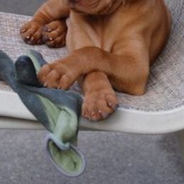 Vizslas from Paradox