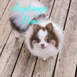 Hercules - Pomeranian