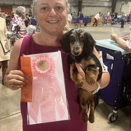 Dachshund Puppies from Miniature Dreams Dachshunds