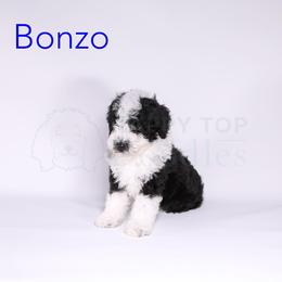 Assorted Doodle Crosses, Bernedoodle, Goldendoodle, and Sheepadoodle Puppies from Happy Top Doodles