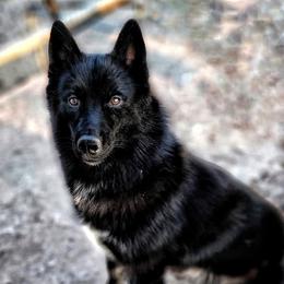 Abyss - Siberian Husky