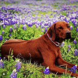 Rhodesian Ridgeback Puppies from Zambezi River Ridgebacks