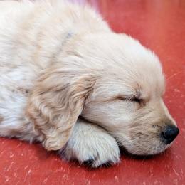 Golden Retriever puppies from Full of Grace Goldens