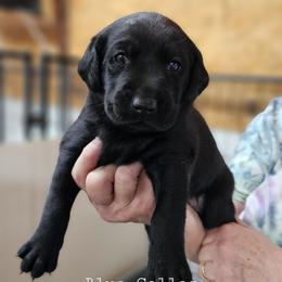 Blue Collar - Black male Labrador Retriever puppy in Boyd, Minnesota from Lindley Labradors