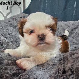 Mochi Boy 1 - Liver and white male Shih Tzu puppy in Oakville, Washington from Garrard Creek Shih Tzus