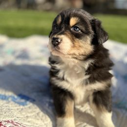 Australian Shepherd Puppies from White Silo Aussies