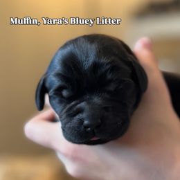 Muffin - Black female Labrador Retriever puppy in Owosso, Michigan from Bennington Retrievers