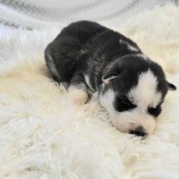 Arlo - Black and white male Siberian Husky puppy in Hebron, Kentucky from Glacier Run Huskies