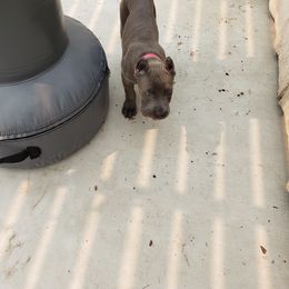 Cane Corso Puppies from Veni Vidi Vici Cane Corsos