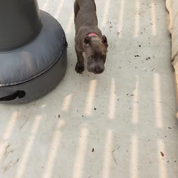 Cane Corso Puppies from Veni Vidi Vici Cane Corsos
