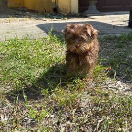 Mocha Prince 1.9 Pounds - Chocolate and tan male Yorkshire Terrier puppy in Naples, Florida from 🤎 Dreaming Puppies 🐶