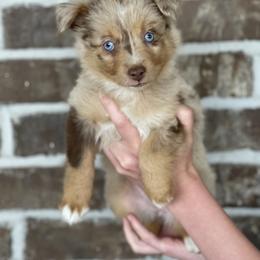 Australian Shepherd, Miniature American Shepherd, Miniature Australian Shepherd, and Toy Australian Shepherd Puppies from Painted Blue Aussies