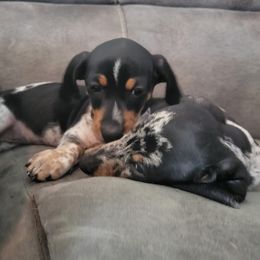 Dachshunds from Fab Funky Doxies of SWFL