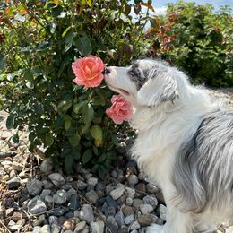 Miniature American Shepherd and Papillon All Grown Up from LS Best Friends