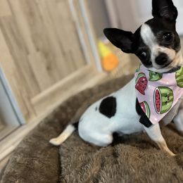 Stickbug - Chihuahua