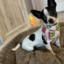Stickbug - Chihuahua