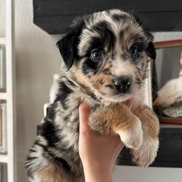 Snickers - Black tri-color female Australian Shepherd puppy in Weeki Wachee, Florida from Ace of Spades Australian Shepherds