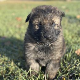 Kaya - Sable female German Shepherd puppy in Missoula, Montana from Spartan German Shepherds