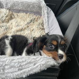 Cavalier King Charles Spaniel Puppies from AustinCavalier