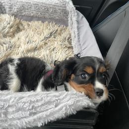 Cavalier King Charles Spaniel Puppies from AustinCavalier