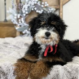 Marty - Bernedoodle