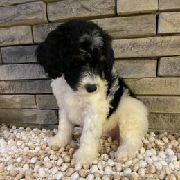 Cooper - Tri-color male Bernedoodle puppy in Hackleburg, Alabama from The Doodle Patch