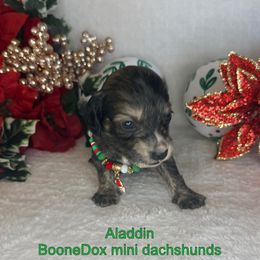 Aladdin - Brindle male Dachshund puppy in Lexington, Oklahoma from BooneDox Miniature Dachshunds