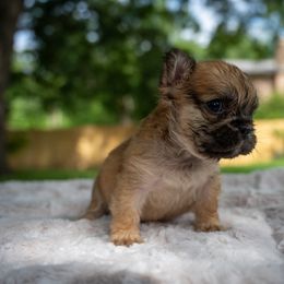 Fluffy blue fawn male - Tricolors male French Bulldog puppy in Denison, Texas from Lovemyfrenchies – Stoddard Frenchbulldog's