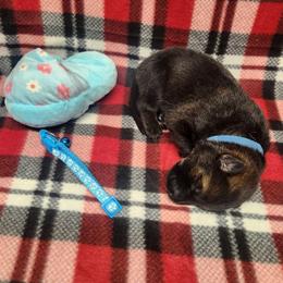 Blue collar - Sable male German Shepherd puppy in Ramsey, Illinois from Haus-Farr German Shepherds