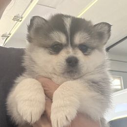 Pomsky Puppies from Zoeys Little Pomsky