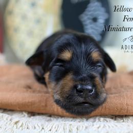 Yellow collar - Black and tan female Schnoodle puppy in Plattsburgh, New York from Adirondack Poodles Goldendoodles,Bernedoodles & Schnoodles