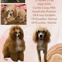 Trixie - Poodle