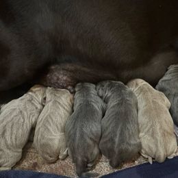 Patriot - Charcoal male Dilute Retriever puppy in Bandera, Texas from The Sugar & Spice Ranch Labrador Retrievers