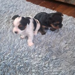 Yorkshire Terrier Puppies from Jackie's Yorkies