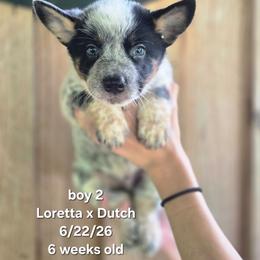 Boy 2 - Blue male Australian Cattle Dog puppy in Monroe, North Carolina from Creek View Cattle Dogs