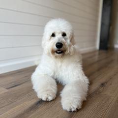 Lily - Goldendoodle