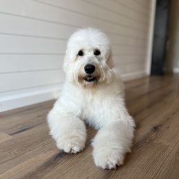Lily - Goldendoodle