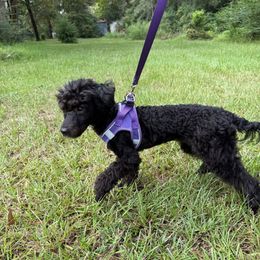 Birdie - Black female Poodle puppy in Lufkin, Texas from Texas Kissed K9s